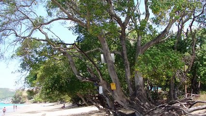 World’s most dangerous tree touch it and you will die