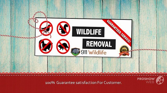 Animal Control & Wildlife Removal – 911Wildlife