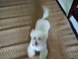 Sophia the Bichon Plays with Her Toys