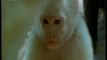 El engaño: Monos capuchinos