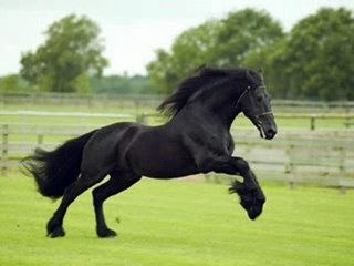Mes Races de Chevaux préférer