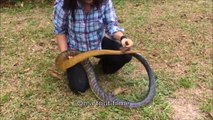 Elle attrape un serpent de 2m comme si c'etait un simple chiot. Dingue