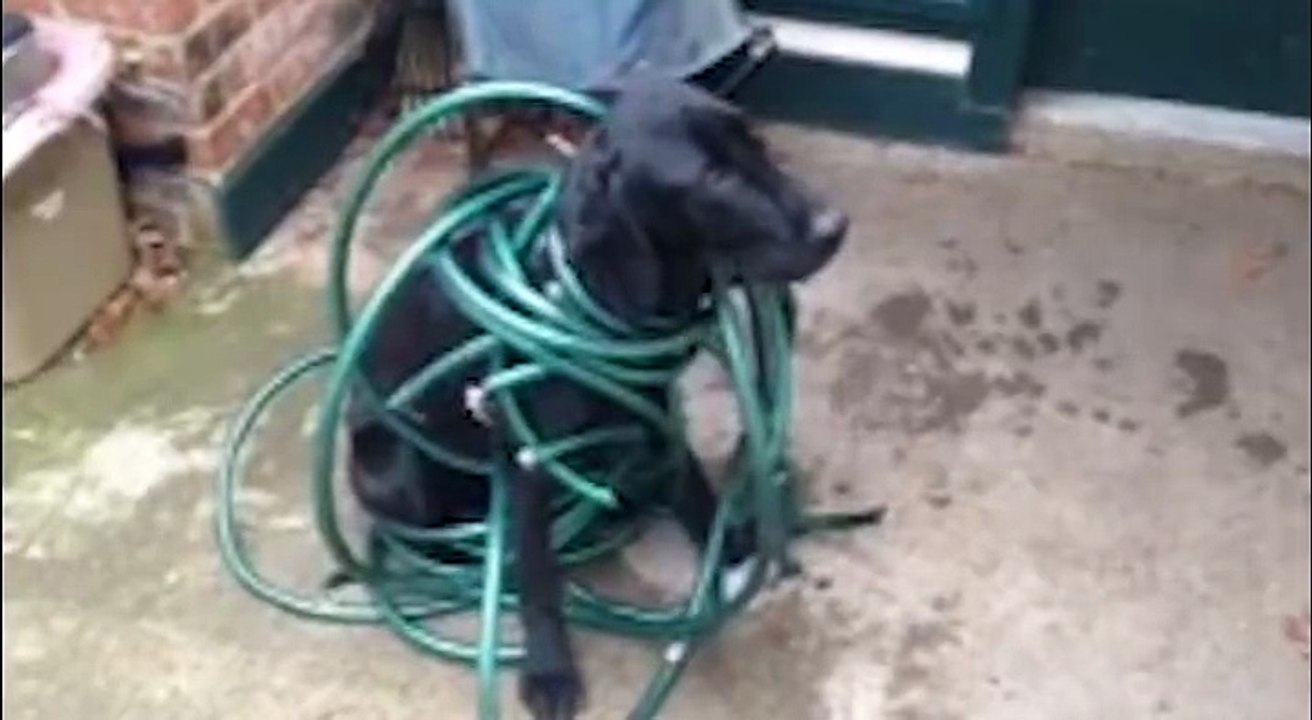 Chien grillé en train de jouer avec le tuyau d'arrosage : flag