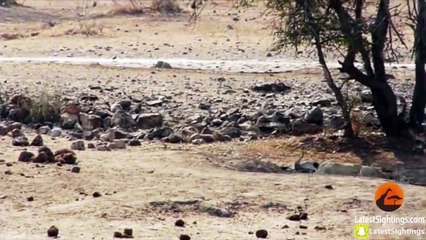 Lionne VS Impala : attaque complètement loupée! Pauvre lionne