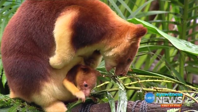 Naissance d'un adorable bébé kangourou arboricole au Zoo de Perth