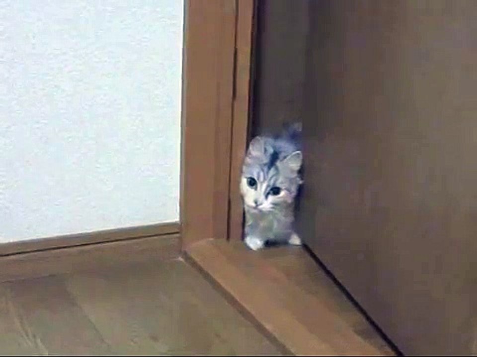 Une petite chatte tente sournoisement de s’approcher de son maître au ralenti... Regardez cette petite patte !