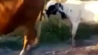 Lustige Kuh