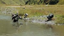Wild Ducks In Pond - Stock Footage | VideoHive 15570409