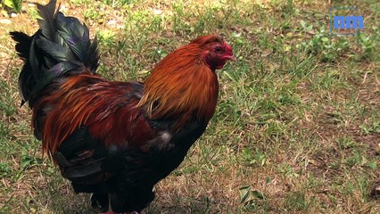 Espagne-Italie: le pronostic de Balthazar, le coq de Clément d'Antibes
