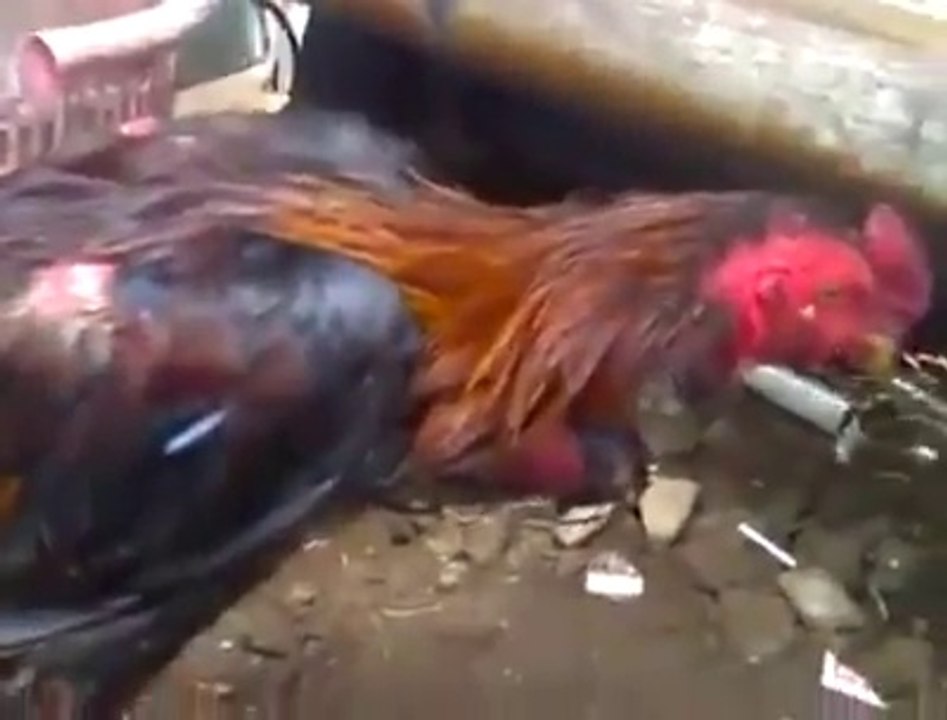 Miracle -  Neck severed Rooster