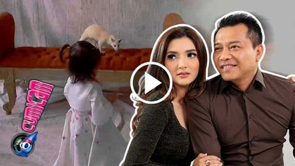 Anang  Ashanty Cemas Arsy Dekati Musang - Cumicam 24 Juni 2016