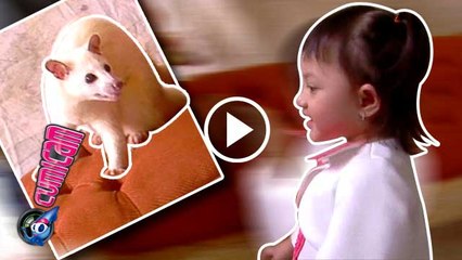 Foto Bareng Musang Arsy Gemes - Cumicam 24 Juni 2016