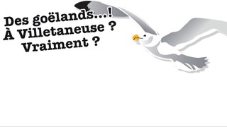 Vous connaissez le chemin de la Plage à Villetaneuse ? Suivez les goëlands !