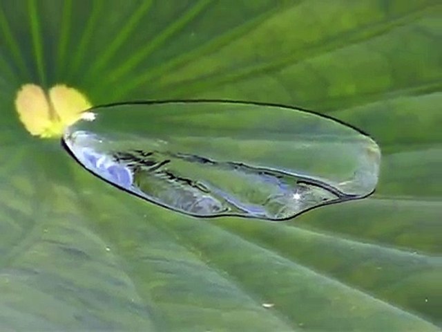 L'Effet Lotus