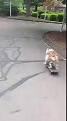 Ce chien sur un skateboard se sauve d'un crash ! Bien joué Tony hawk !