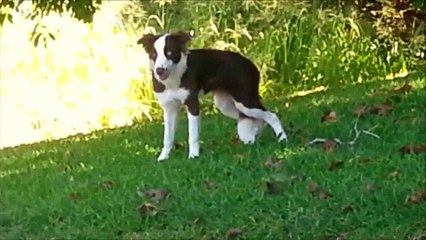 Ce chien a bouffé des champignons hallucinogènes haha