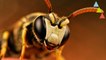 ¿Qué pasaría si se extinguieran las abejas