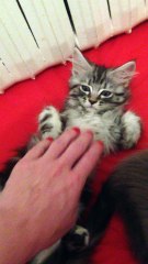 Mellow Maine coon kitten