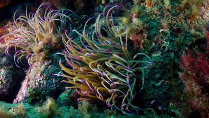 Sortie club SAGC Plongée - mai 2016 - El port de la Selva