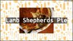 Recipe Lamb Shepherds Pie