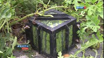 Square watermelons Japan. English version