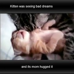 kitty dreams, mommy hugs