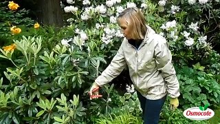 Pruning Your Rhododendron