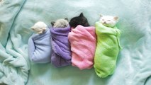 Siamese Kittens are Swaddled Purritos