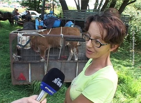 Manje stoke zbog bolest goveda, 24. jun 2016. (RTV Bor)