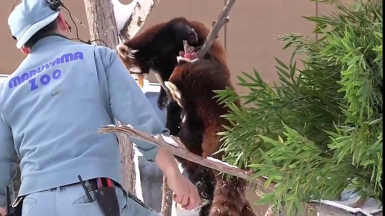Des pandas rouges omnibulés par une pomme