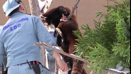 Des pandas rouges omnibulés par une pomme