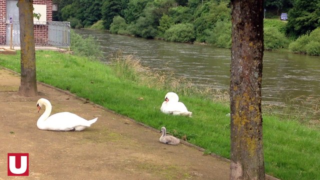 Couple de cygnes sur les quais de Revin