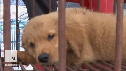 Dog meat festival continues in China despite widespread criticism