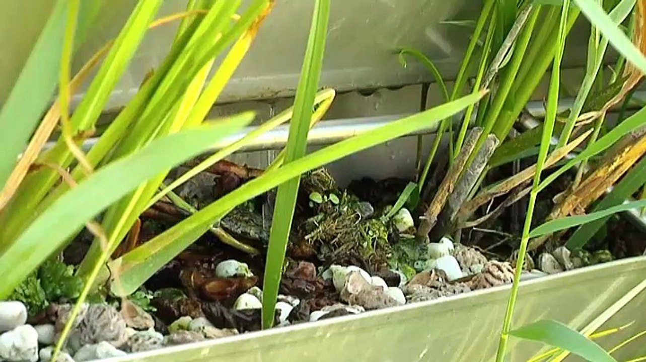 Verslaggever Robert Pastoor in de wereld van de Tiny Houses - deel 3 - RTV Noord