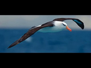 Albatros - I ovaj put