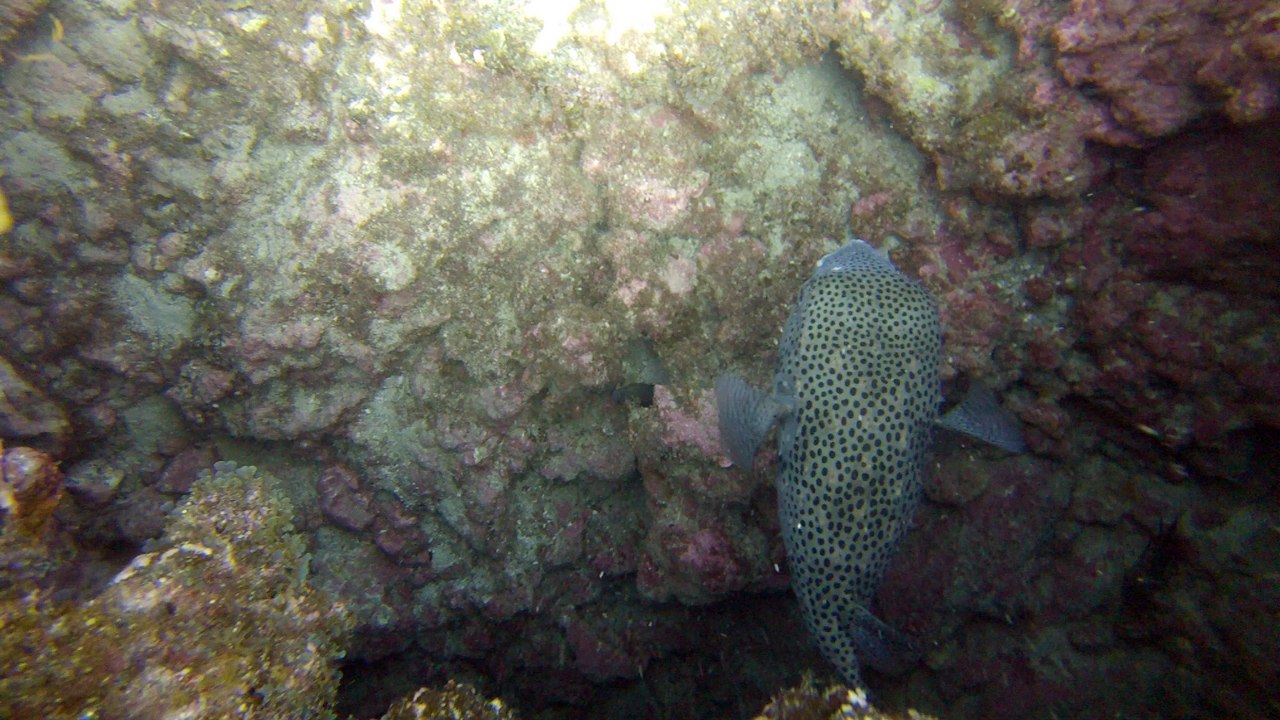 Diodon à Las Rosas avec Canaries plongée à Tenerife