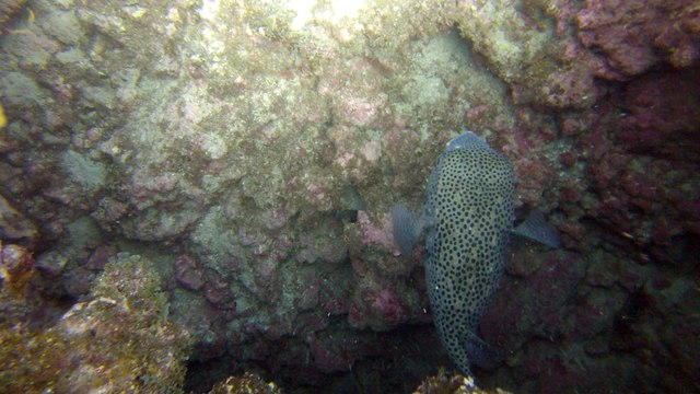 Diodon à Las Rosas avec Canaries plongée à Tenerife