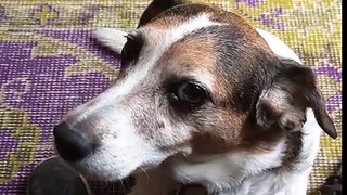 Tater Dog sings along to 2001 space odyssey