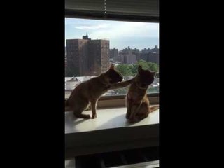 Pair of Cats Mock Fight Like Boxers