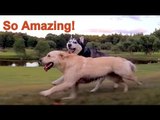 Siberian Husky and Golden Retriever Star in Greatest Romance of All Time