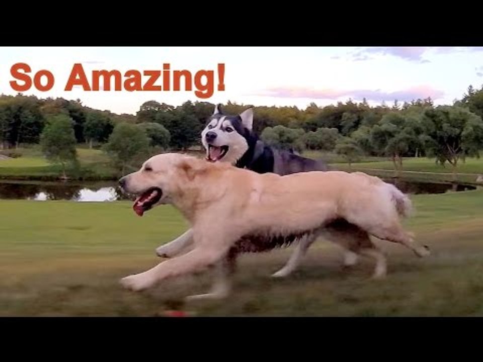 Siberian Husky and Golden Retriever Star in Greatest Romance of All Time