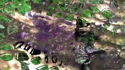 Leśne tajemnice cz. 2