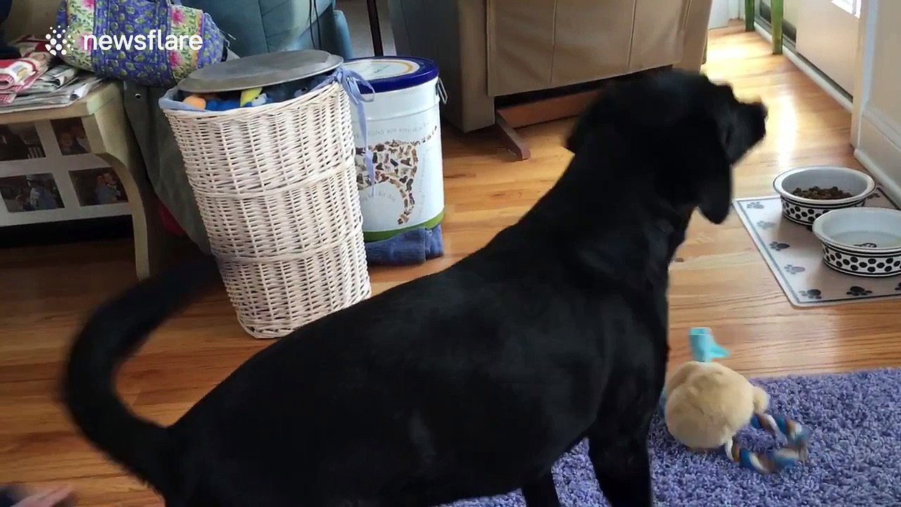 Excited labrador runs outside to bodyboard in pool