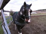 22-11-2015 Coffee tire un pneu / Horse pulling a truck tire