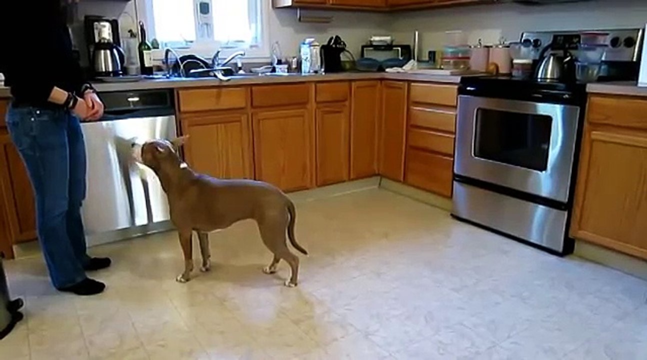 Cette femme s'installe sur le plancher de sa maison, ce que son pitbull fait a laissé le monde entier sans voix!