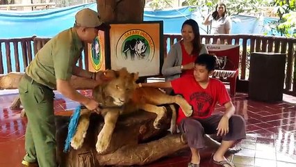 Leão em safari completamente drgado