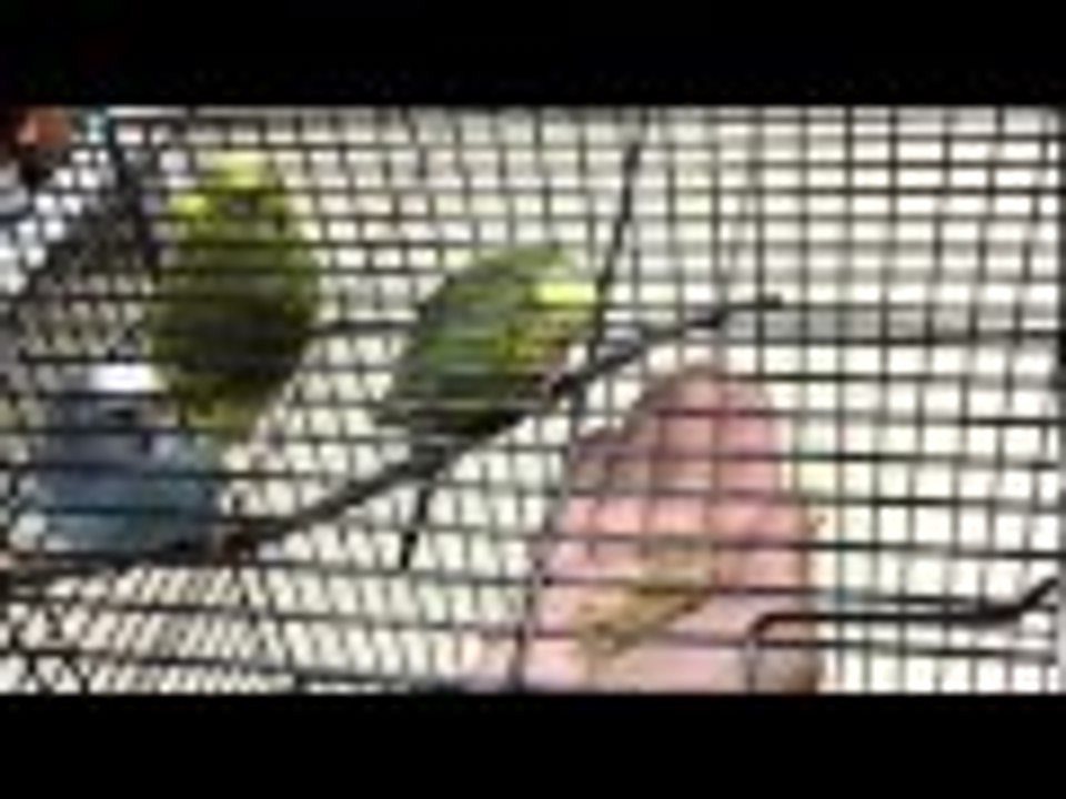 Domesticando a mis Periquitos : Dia 1