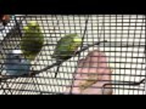 Domesticando a mis Periquitos : Dia 1