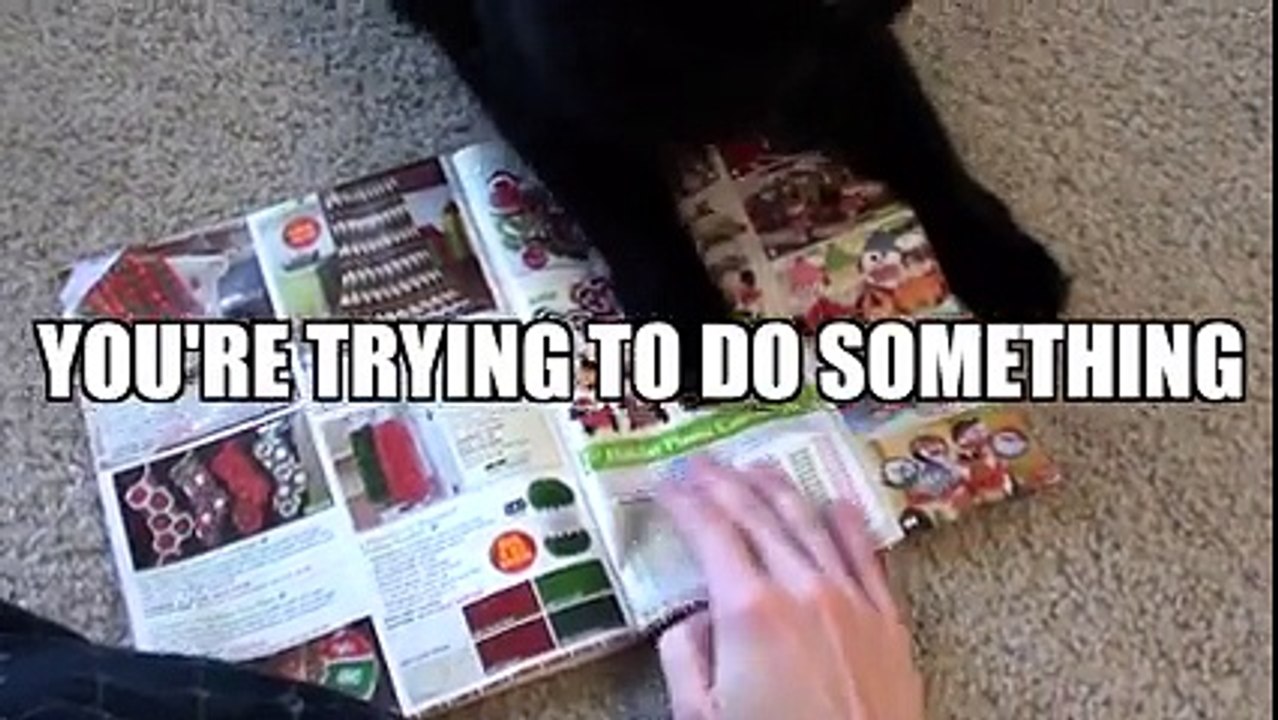 Funny Cat | Cat Logic