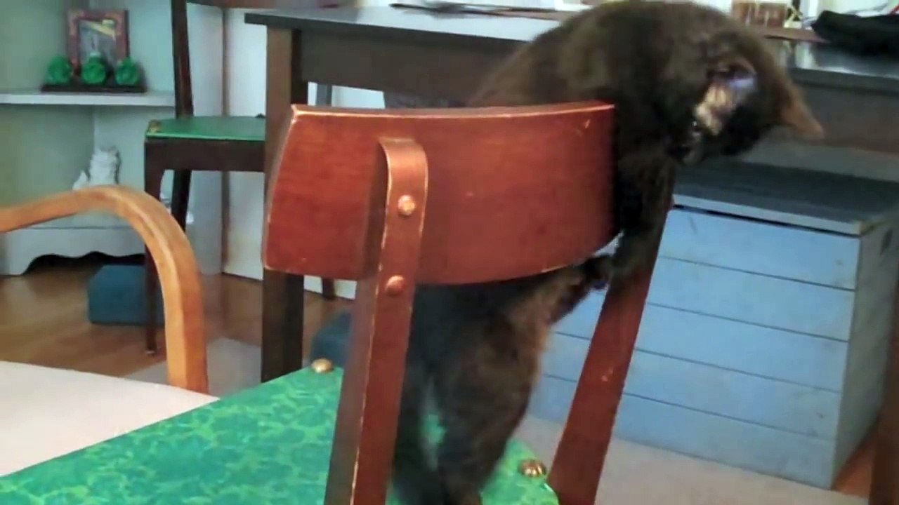 Cat Yoga